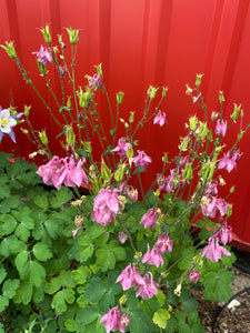 Aquilegia caerulea - COLUMBINE: McKana Giant Mixed