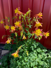 Load image into Gallery viewer, Aquilegia caerulea - COLUMBINE: McKana Giant Mixed
