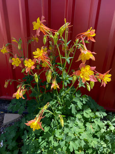 Aquilegia caerulea - COLUMBINE: McKana Giant Mixed