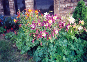 Aquilegia caerulea - COLUMBINE: McKana Giant Mixed