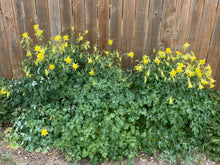 Load image into Gallery viewer, Aquilegia chrysantha - COLUMBINE: denver gold/ golden spurred
