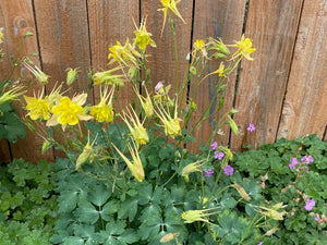 Aquilegia chrysantha - COLUMBINE: denver gold/ golden spurred