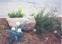 Load image into Gallery viewer, Argemone polyanthemos - White Prickly Poppy
