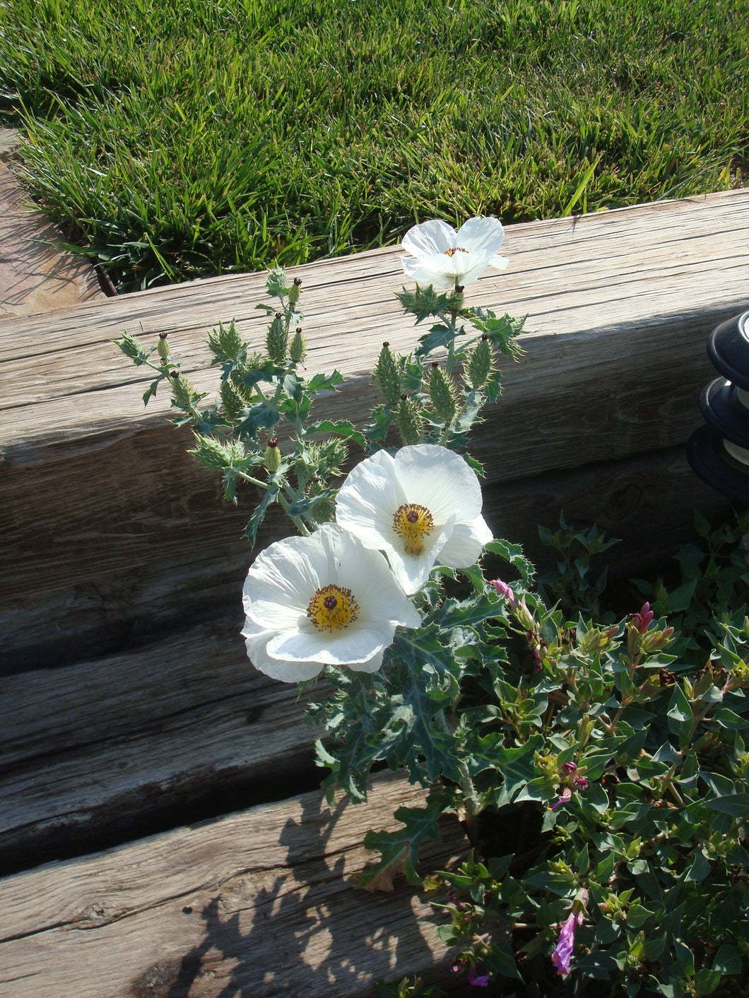 Argemone polyanthemos - White Prickly Poppy