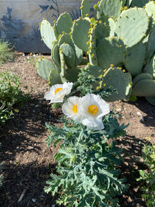 Argemone polyanthemos - White Prickly Poppy