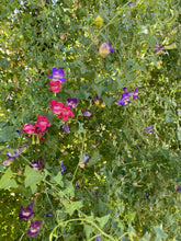 Load image into Gallery viewer, Asarina antirrhiniflora (Maurandiya) &#39;Scarlet&#39; - Scarlet Snapdragon Vine
