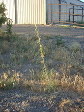 Load image into Gallery viewer, Asclepias engelmanniana - Leaved Milkweed
