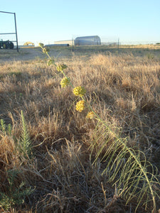 Asclepias engelmanniana - Leaved Milkweed