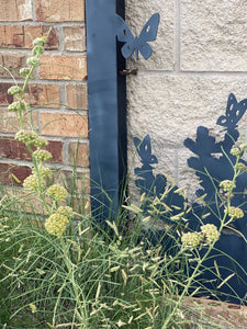 Asclepias engelmanniana - Leaved Milkweed