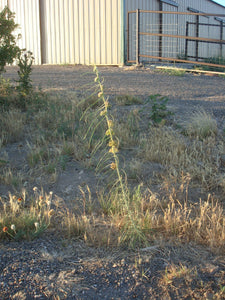 Asclepias engelmanniana - Leaved Milkweed