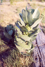 Load image into Gallery viewer, Asclepias latifolia - Broad-Leaved Milkweed
