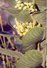 Load image into Gallery viewer, Asclepias latifolia - Broad-Leaved Milkweed
