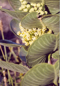 Asclepias latifolia - Broad-Leaved Milkweed