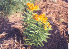 Load image into Gallery viewer, Asclepias tuberosa - Butterfly Weed - Wild Orange Type
