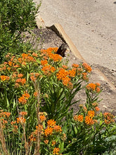 Load image into Gallery viewer, Asclepias tuberosa - Butterfly Weed - Wild Orange Type
