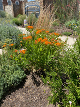 Load image into Gallery viewer, Asclepias tuberosa - Butterfly Weed - Wild Orange Type
