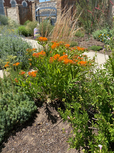 Asclepias tuberosa - Butterfly Weed - Wild Orange Type