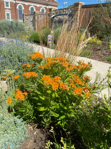 Asclepias tuberosa - Butterfly Weed - Wild Orange Type