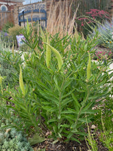 Load image into Gallery viewer, Asclepias tuberosa - Butterfly Weed - Wild Orange Type
