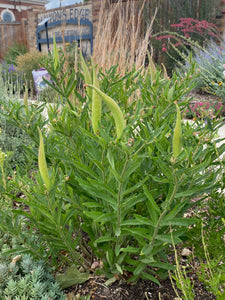 Asclepias tuberosa - Butterfly Weed - Wild Orange Type