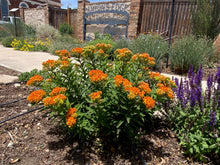 Load image into Gallery viewer, Asclepias tuberosa - Butterfly Weed - Wild Orange Type
