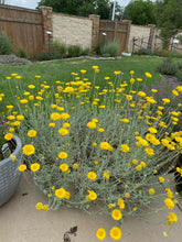 Load image into Gallery viewer, Baileya multiradiata - DESERT MARIGOLD
