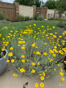 Baileya multiradiata - DESERT MARIGOLD