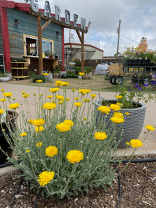 Baileya multiradiata - DESERT MARIGOLD