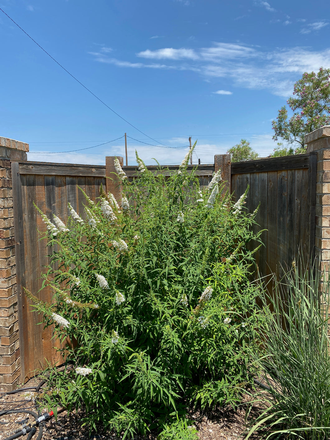 Buddleia davidii 'ALBA' - WHITE BUTTERFLY BUSH