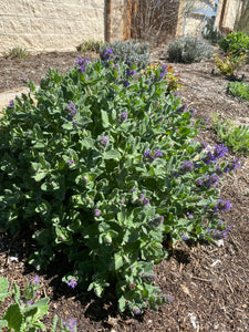 Nepeta - Purple Haze