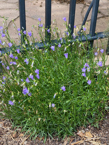 Campanula rotundifolia ‘Olympica’