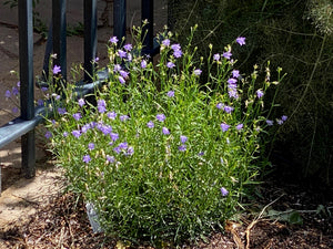 Campanula rotundifolia ‘Olympica’