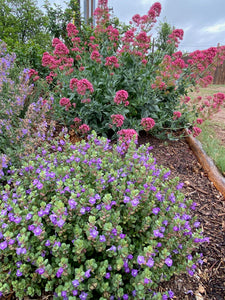 Centranthus ruber coccineus - RED JUPITERS BEARD