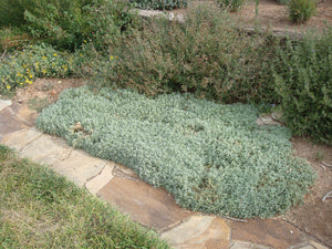 Cerastium tomentosum - SNOW IN SUMMER