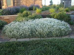 Cerastium tomentosum - SNOW IN SUMMER