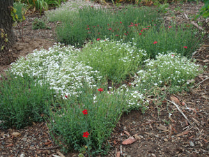 Cerastium tomentosum - SNOW IN SUMMER