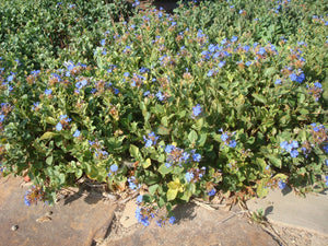 Ceratostigma plumbaginoides - BLUE PLUMBAGO