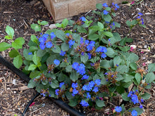 Load image into Gallery viewer, Ceratostigma plumbaginoides - BLUE PLUMBAGO
