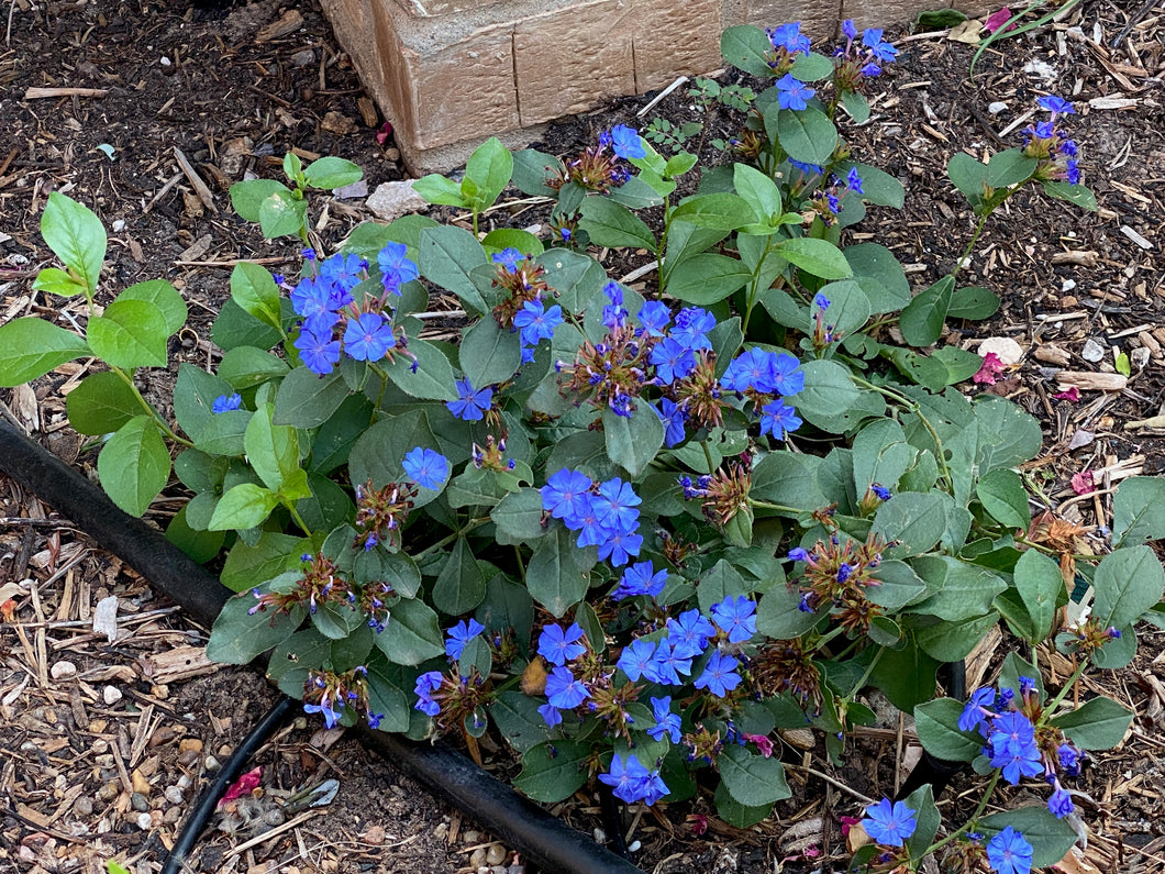 Ceratostigma plumbaginoides - BLUE PLUMBAGO