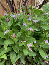 Load image into Gallery viewer, Clematis integrifolia &#39;Harlan&#39;- Bush Clematis Mongolian Bells
