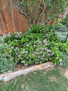 Clematis integrifolia 'Harlan'- Bush Clematis Mongolian Bells