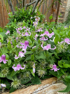 Clematis integrifolia 'Harlan'- Bush Clematis Mongolian Bells