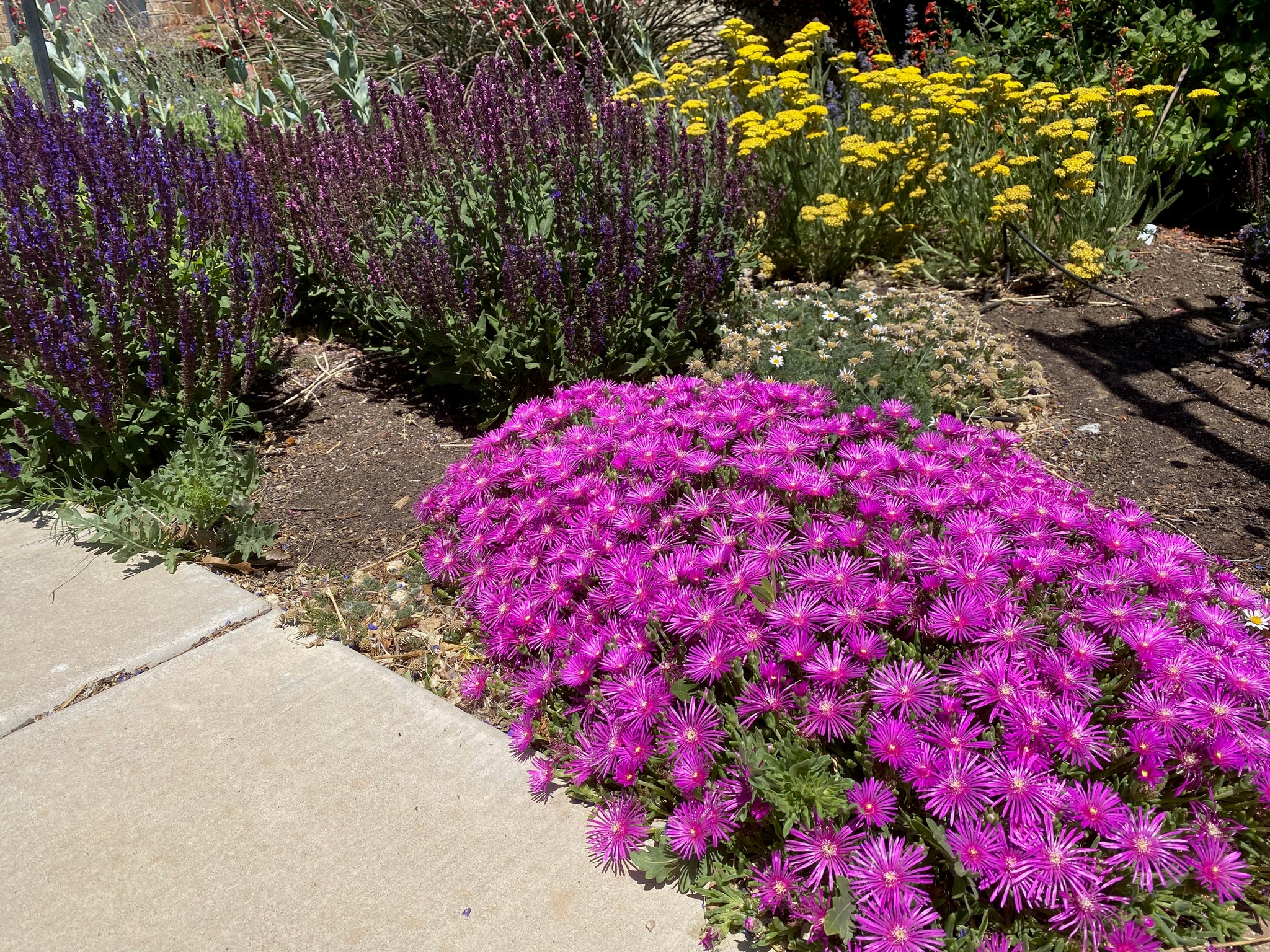 delosperma cooperi succulent Delosperma cooperi