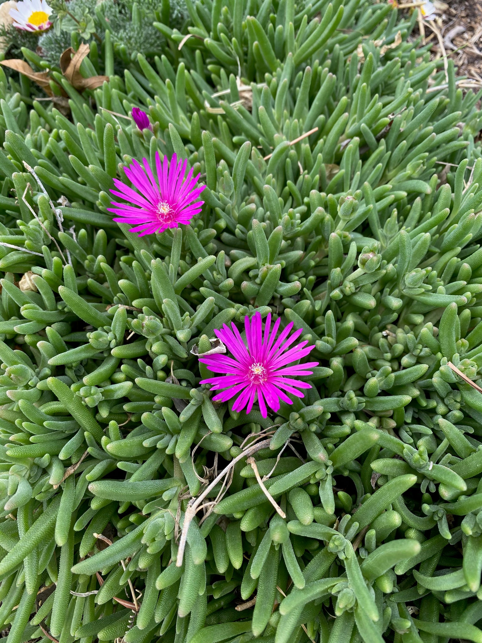 purple ice plant succulent Delosperma cooperi