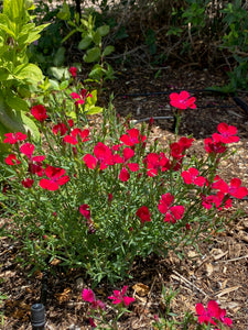 Dianthus deltoides - MAIDEN PINK  'Zing Rose'