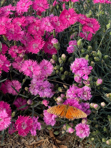 Dianthus gratianapolitanus 'Cheddar Pink'