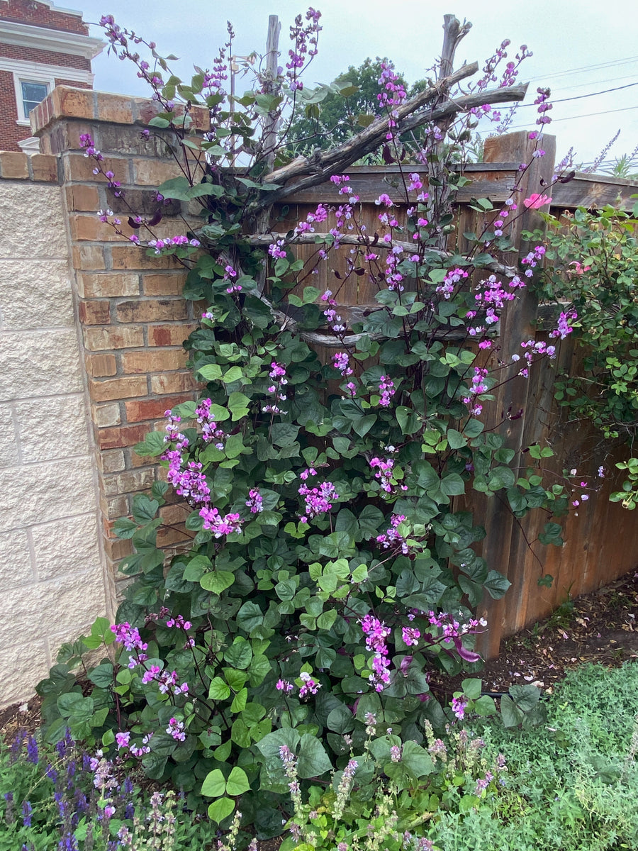 Dolichos lablab - RUBY MOON Plant Select® – Canyon's Edge Plants