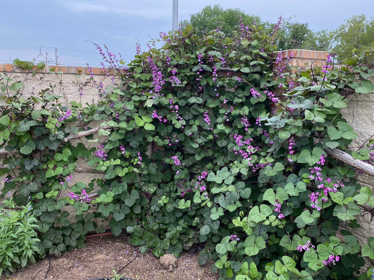 Dolichos lablab - Ruby Moon – Canyon's Edge Plants