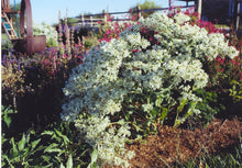 Load image into Gallery viewer, Euphorbia marginata - SNOW ON THE MOUNTAIN
