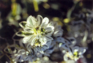 Euphorbia marginata - SNOW ON THE MOUNTAIN